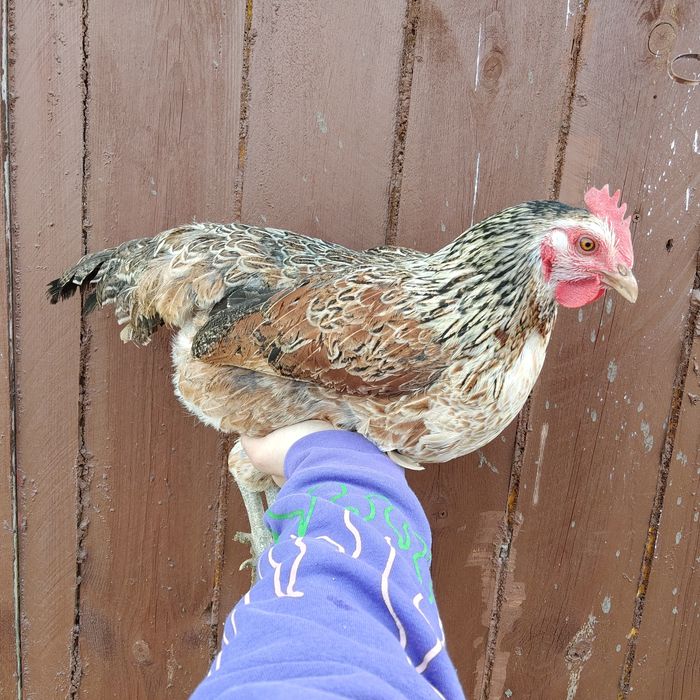 Kury zagrodowe , zagrodówki, zielononóżki