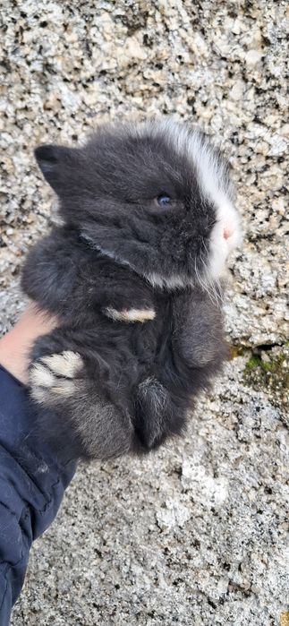 Coelho Anão Angora