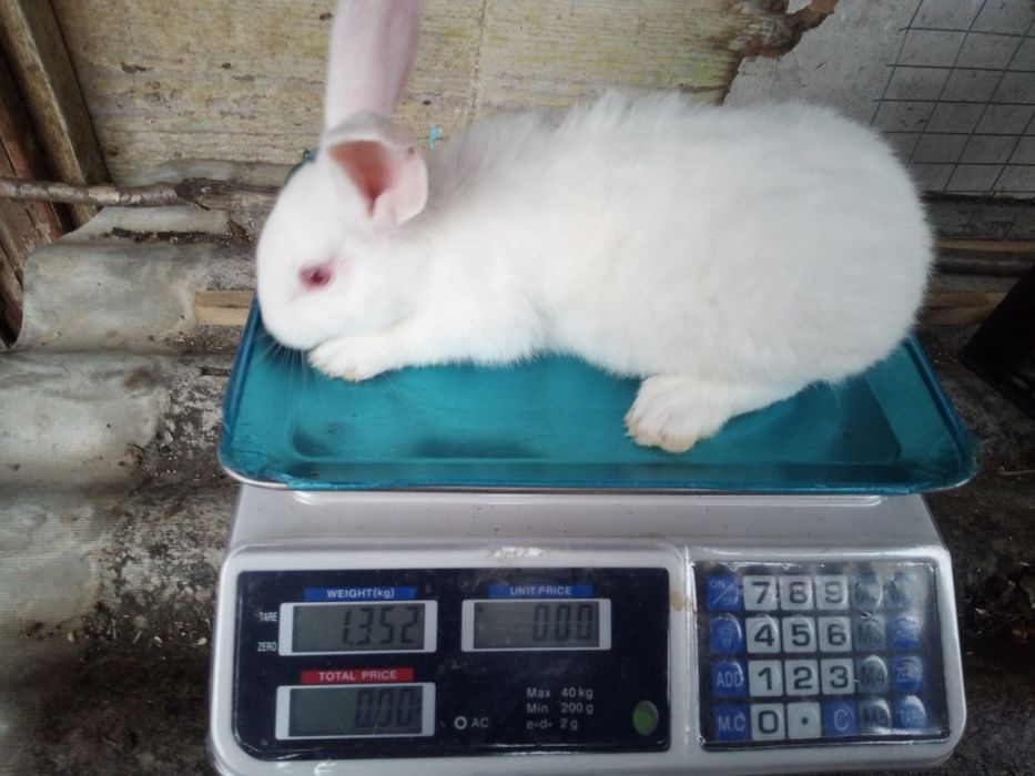 Кролі,кроленята, кролиці