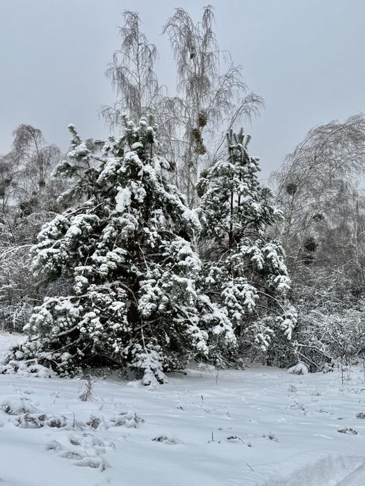 Земельна ділянка. Ліс! Феневичі. Від 2га до 70 га!