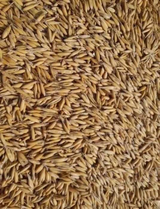 Owies Bingo zbiór 2025