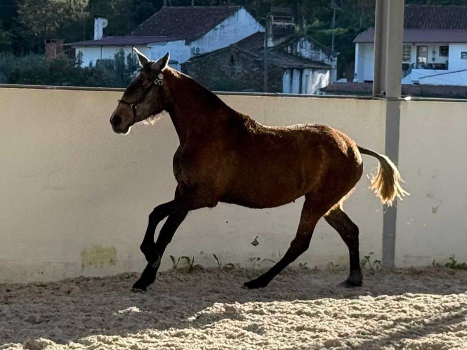 Poldra 3 anos Puro Sangue Lusitano filha de Cavalo Olímpico