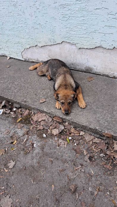 Цуценята шукають дім