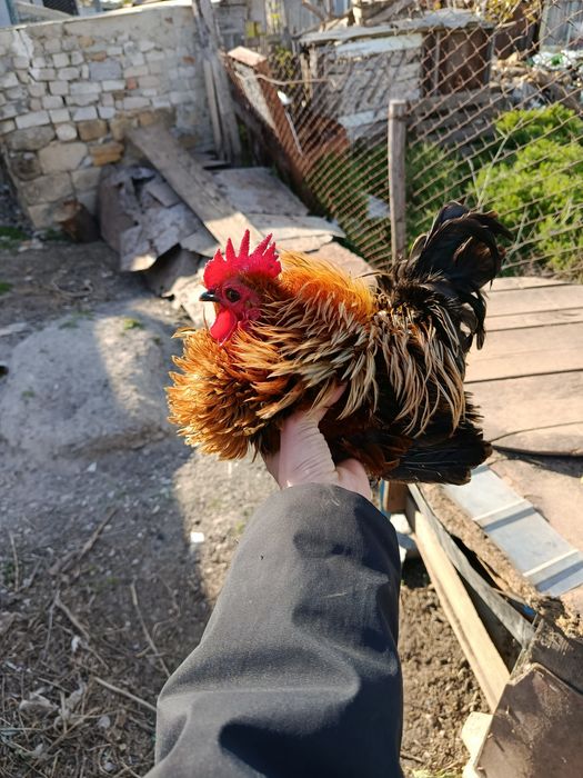 Яйцо инкубационное бентамка