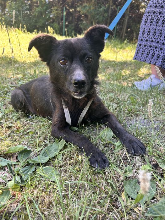 Kruszynka szuka domu 6 kg