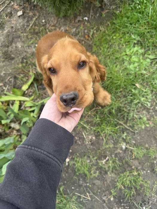 собака англійський кокер спаніель