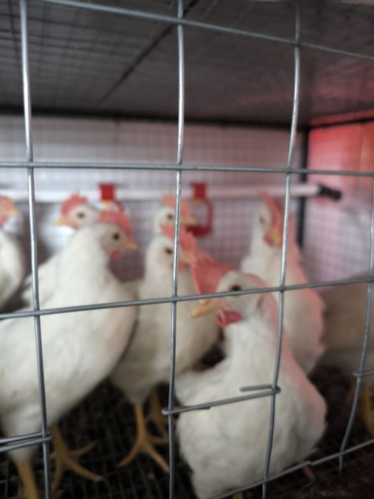 Молоді півні породи Легорн