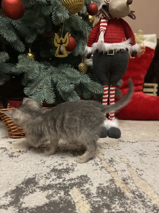 Віддам котика в хороші руки 1,5 міс ,до лотка привчений.