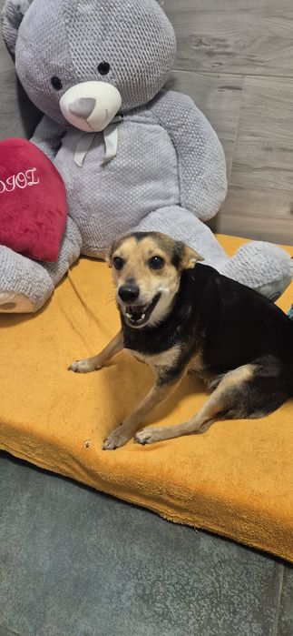 Suczka około półtora roku