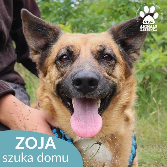 Zoja szuka domu !