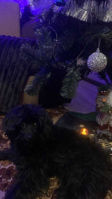 Мальтіпу Мальтійська Болонка дівчинка гарнюня