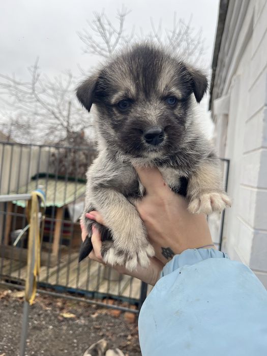 Відам цуценят, метис хаскі