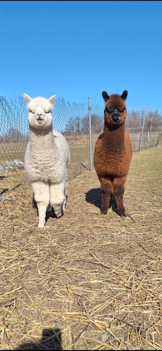 Alpaki na sprzedaż