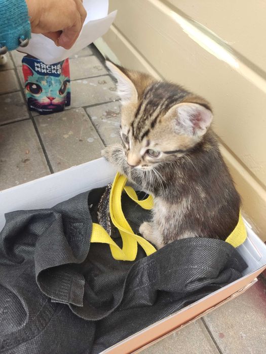 Кошенята у добрі руки