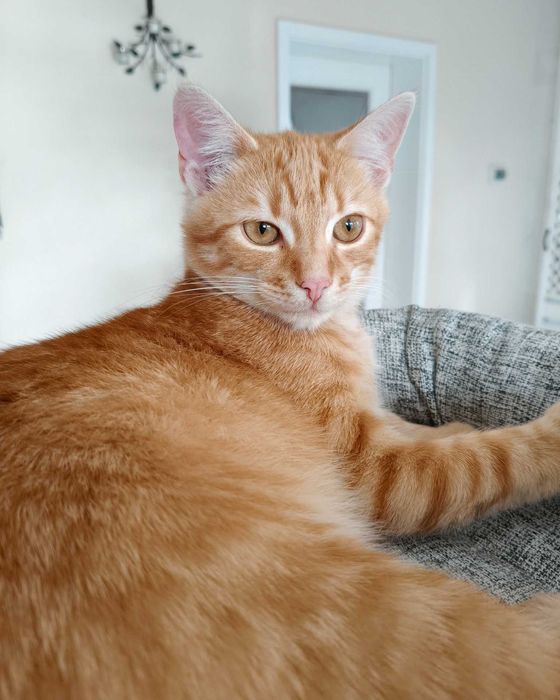 Enzo poleca się do adopcji!