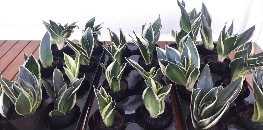 Espadas de São Jorge (mini)  (desumidificador natural)