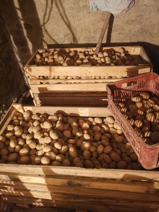 Ziemniaki tegoroczne