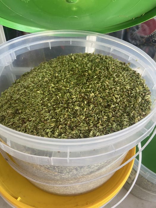 Oregãos apanhados Tradicionalmente