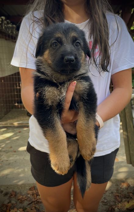 Cachorros pastor alemao