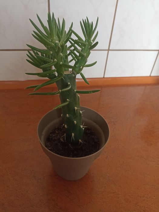 Fajna opuncja cylindryczna