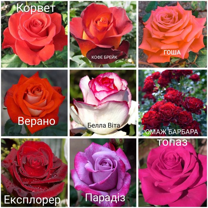 Привиті садженці троянд, саджанці, сажанці, саженцці троянд, роз