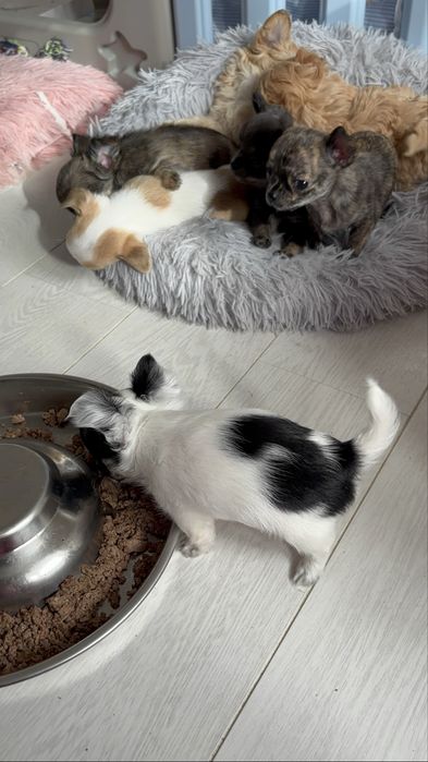 Bowie – mini xs chihuahua długowłosy tricolor
