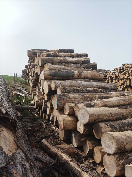 drewno kominkowe, opałowe liściaste, twarde