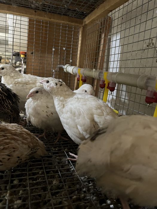 Перепілка перепел