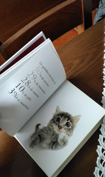 Livro Queridos gatinhos