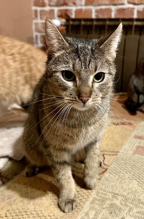 LULI - młody bury kocurek do adopcji