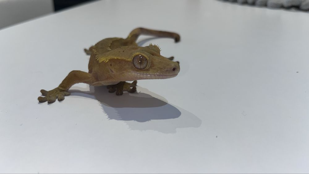 Gekon orzęsiony samiec RED