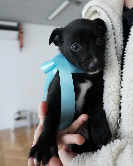 Цуценя хлопчик, безкоштовно в добрі руки