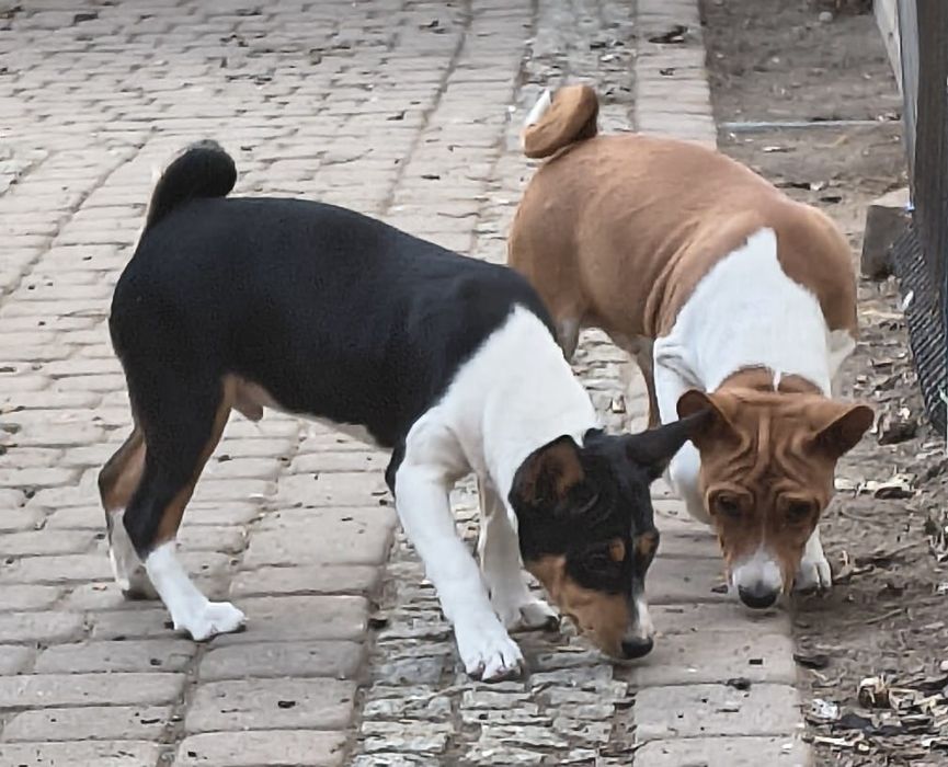 Basenji szczenię FCI