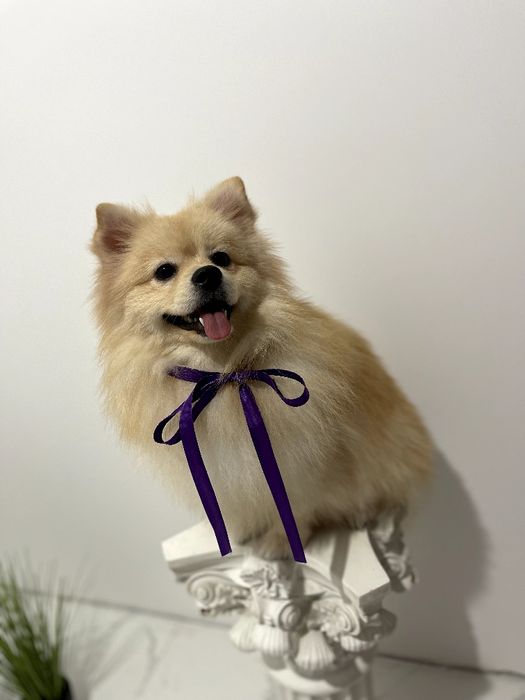 Померанські шпіци  ваш найкращий подарунок року