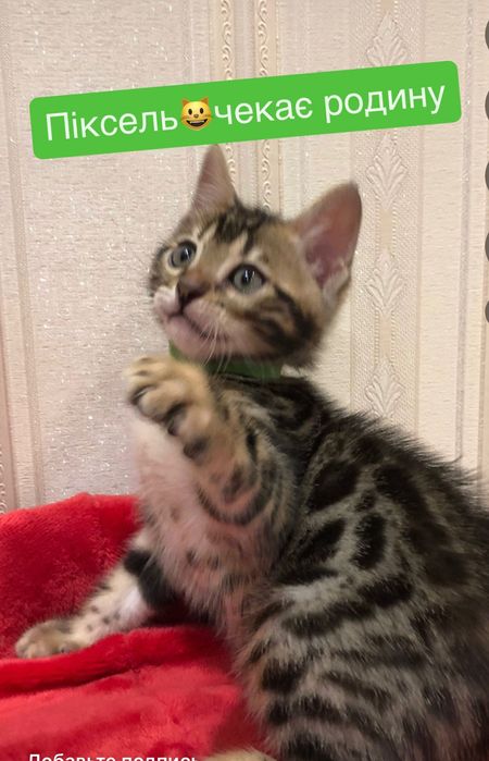 Бенгальські кошенята