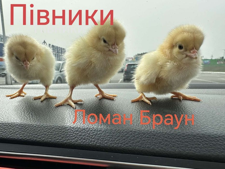 Курчата Цыплята Циплята ДОБОВІ Несушки Півники Півні Півень Петухи