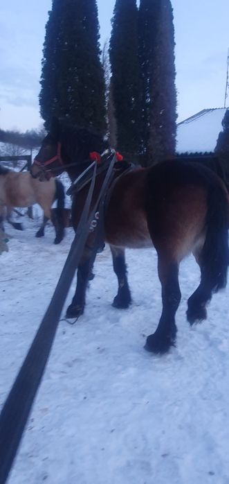 Klacz pkz wstępnie zaprzegana