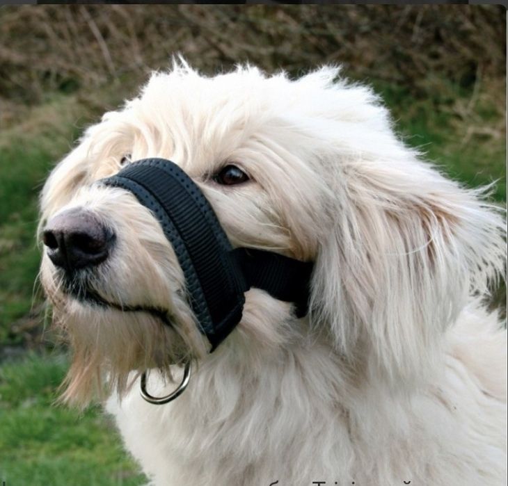 Намордник-петля для собак Trixie нейлон з шкіряною дихаючою вставкою