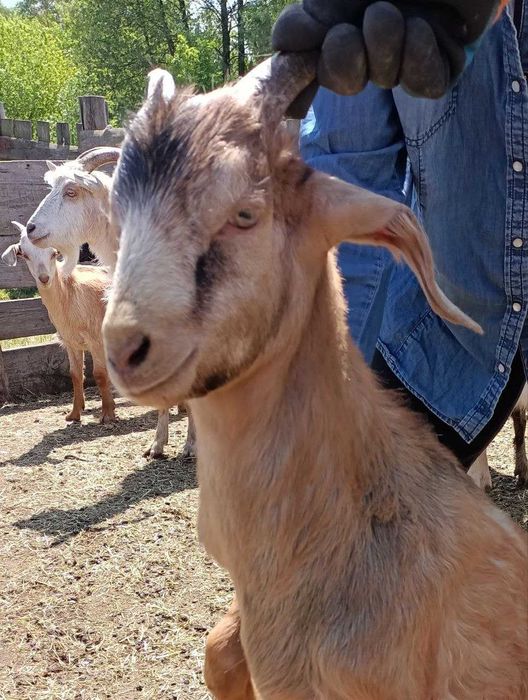 Продаємо стадо кіз