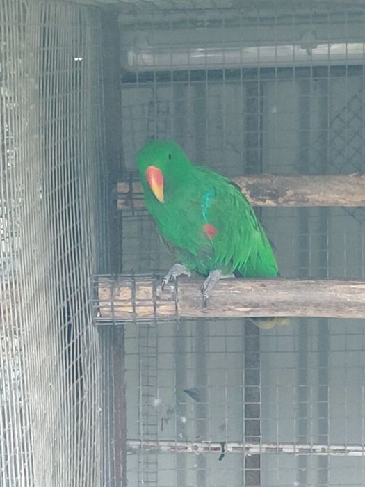 Papagaio eclectus