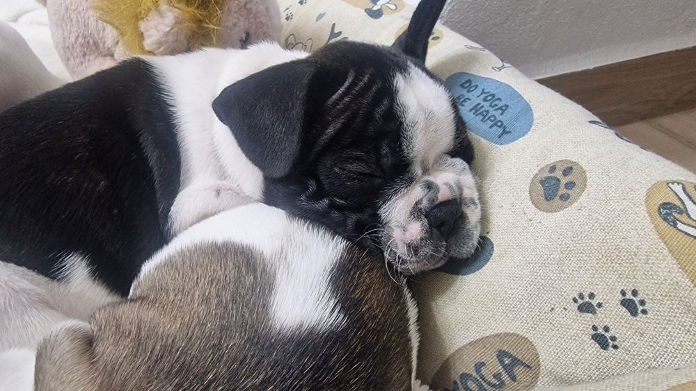 Bulldog francês puro