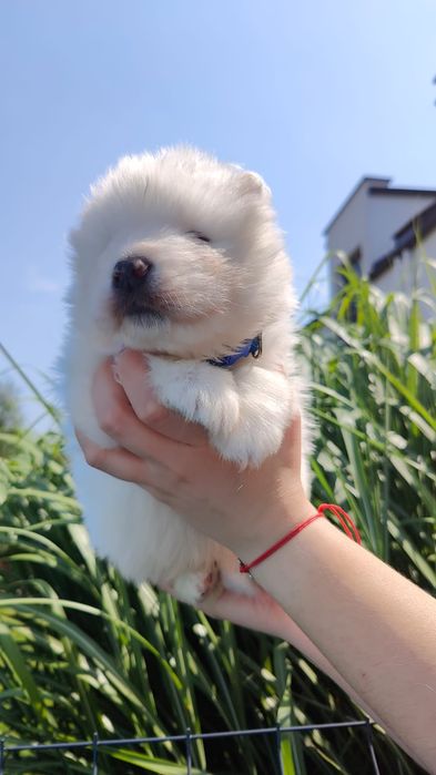 Samoyed  zkwp /FCI - Samiec