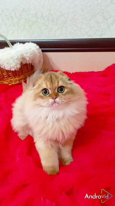 Мега ласковый котик золотая шиншилла Хайленд.