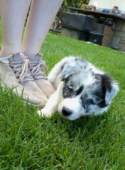 Border collie sunia blue merle niebieskooka