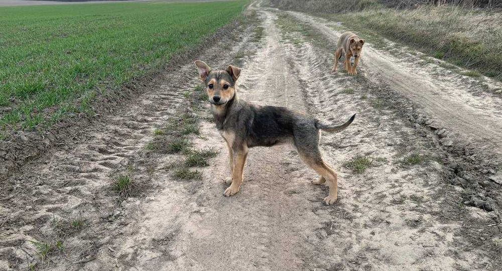 Боніта шукає дім