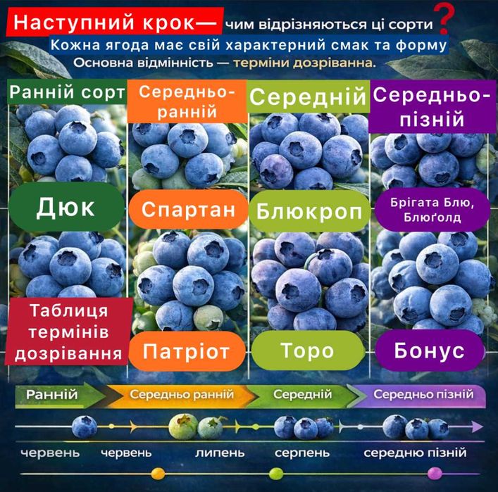 Живці лохини 10 сортів дюк блюкроп спартан торо інші черенки голубики