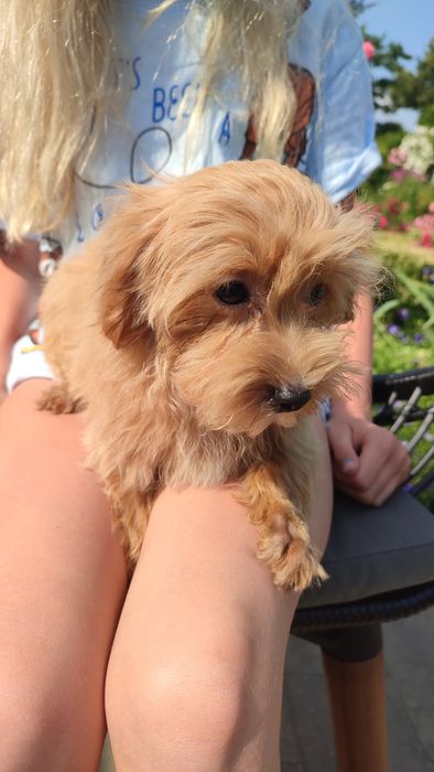 Maltipoo, Maltańczyk z Pudlem suczka samica mini  Częstochowa
