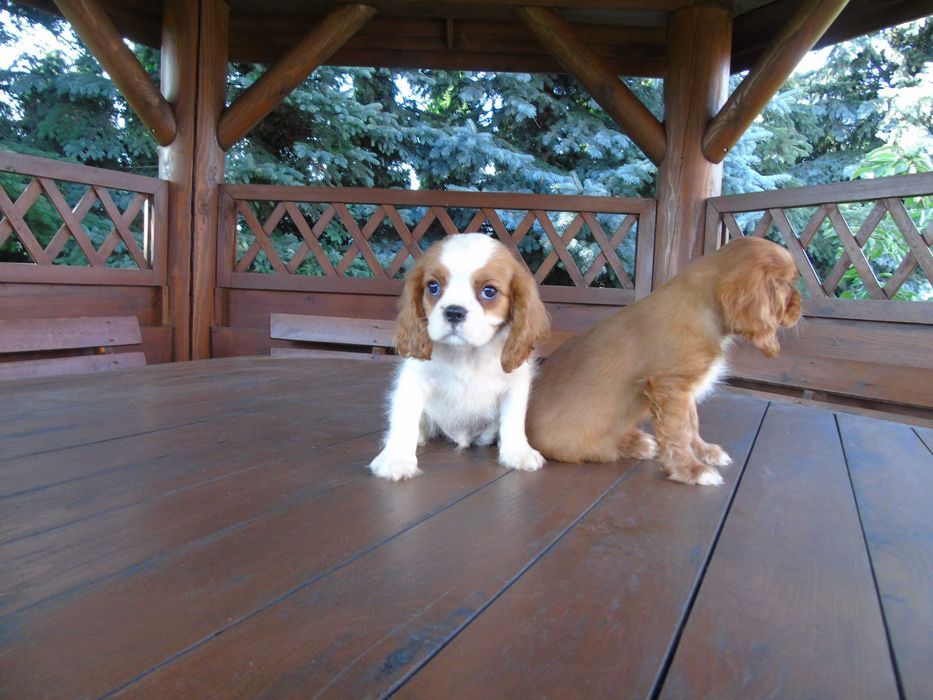 Cavalier King Charles Spaniel chłopiec