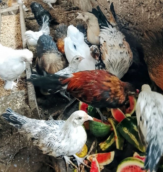 Продам карликових півників