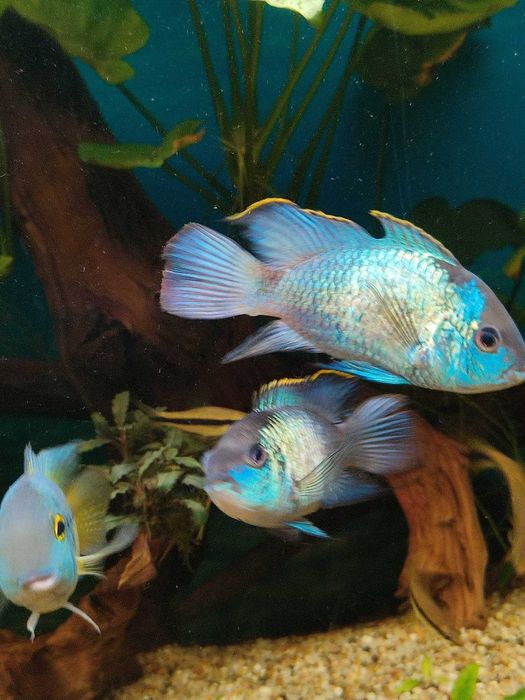 Ryby akwariowe pielęgnice akara electric blue